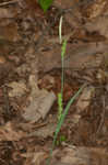 Lined sedge